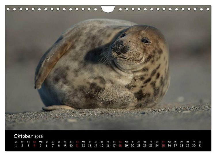 Produktbild: Robben auf Helgoland 2026 (Wandkalender 2026 DIN A4 quer), CALVENDO Monatskalender