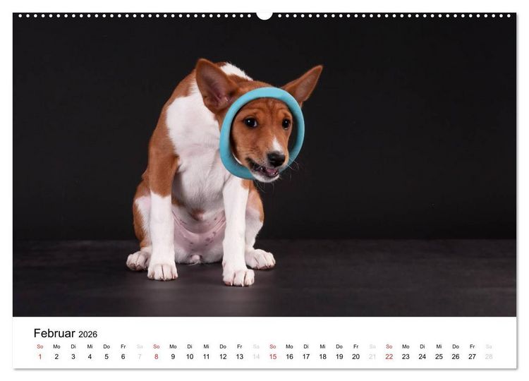 Produktbild: Allerliebste Basenji Welpen 2026 (hochwertiger Premium Wandkalender 2026 DIN A2 quer), Kunstdruck in Hochglanz