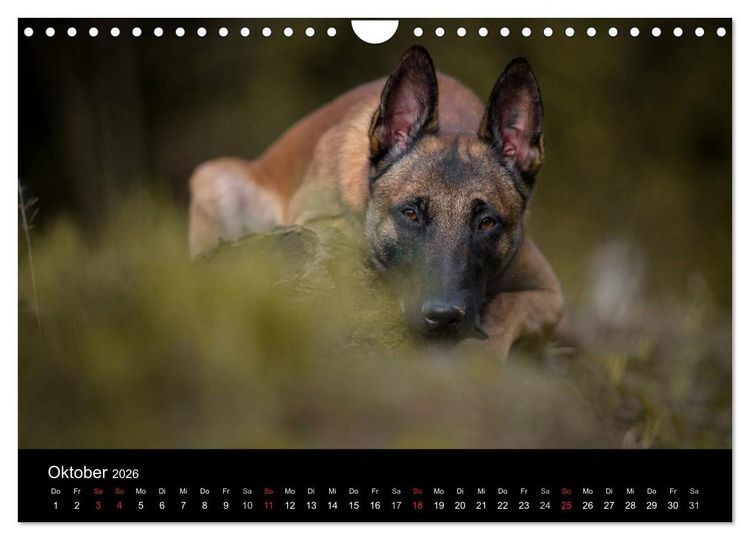 Produktbild: Belgischer Sch&auml;ferhund - Der Malinois (Wandkalender 2026 DIN A4 quer), CALVENDO Monatskalender