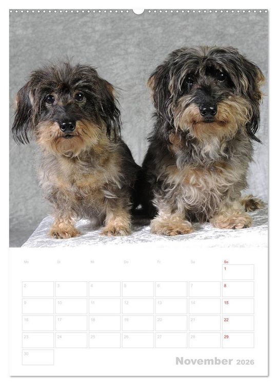 Produktbild: Der Dackel - mein kleiner Freund (hochwertiger Premium Wandkalender 2026 DIN A2 hoch), Kunstdruck in Hochglanz