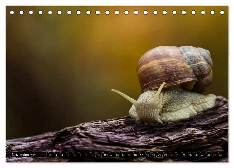 Produktbild: Salamander und Co. (Tischkalender 2026 DIN A5 quer), CALVENDO Monatskalender