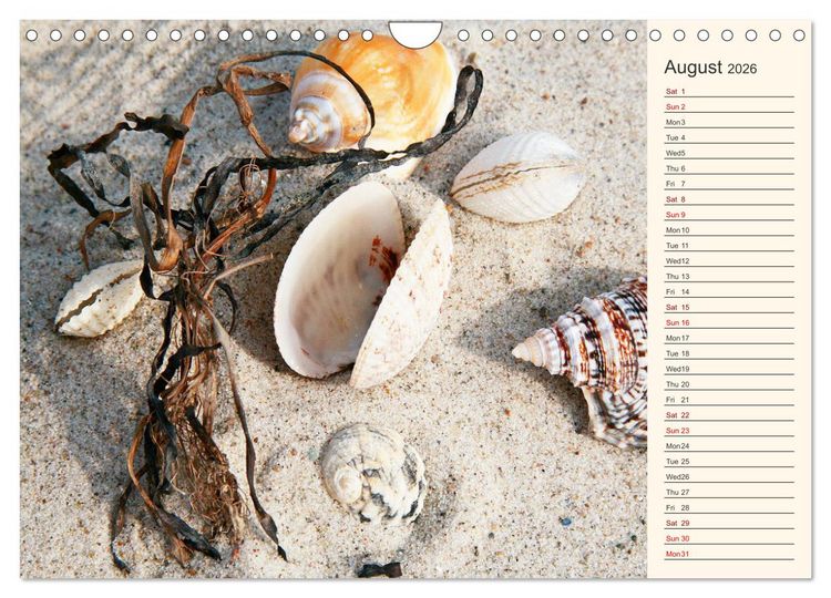Produktbild: Shells, Stones and Sand (Wall Calendar 2026 DIN A4 landscape), CALVENDO 12 Month Wall Calendar