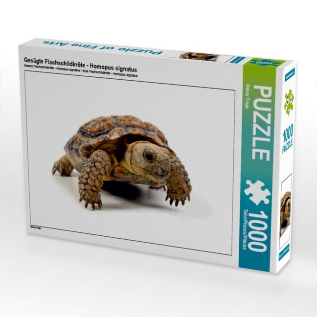 Produktbild: CALVENDO Puzzle Ges&auml;gte Flachschildkr&ouml;te - Homopus signatus 1000 Teile Puzzle quer | 1000 Teile Lege-Gr&ouml;&szlig;e 64 &times; 48 cm Foto-Puzzle f&uuml;r gl&uuml;ckliche Stunden