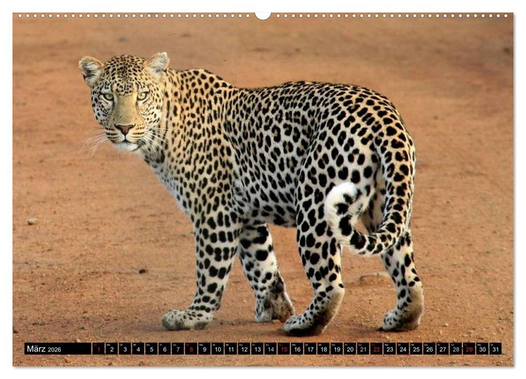 Produktbild: Die Lautlosen. Geparden und Leoparden (hochwertiger Premium Wandkalender 2026 DIN A2 quer), Kunstdruck in Hochglanz