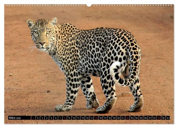 Produktbild: Die Lautlosen. Geparden und Leoparden (Wandkalender 2026 DIN A2 quer), CALVENDO Monatskalender