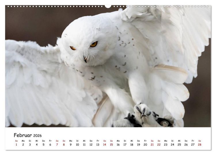 Produktbild: Eulen 2026 (Wandkalender 2026 DIN A2 quer), CALVENDO Monatskalender