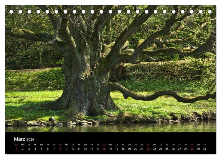 Produktbild: Baum-Variationen (Tischkalender 2026 DIN A5 quer), CALVENDO Monatskalender