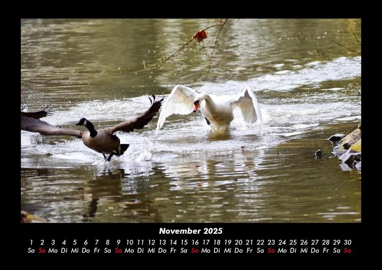 Produktbild: Welt der Tiere 2025 Fotokalender DIN A3