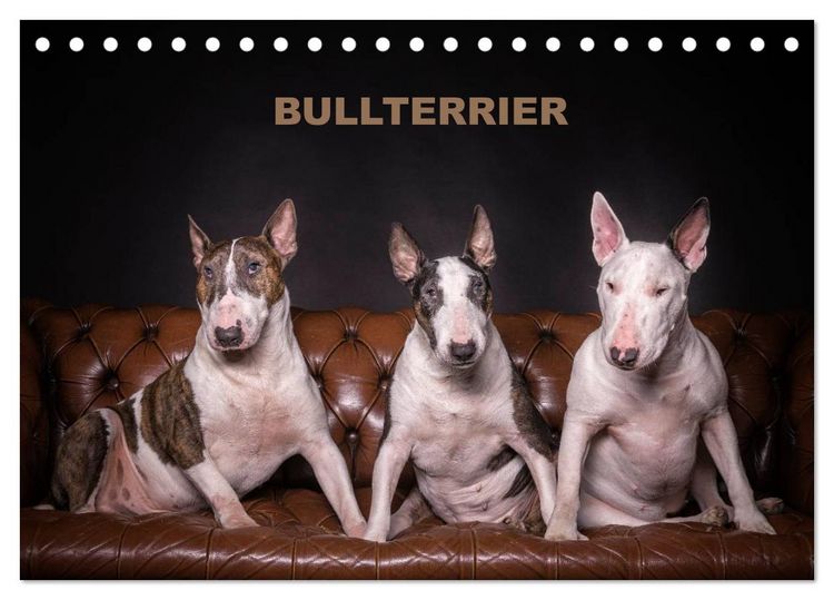 Produktbild: Bullterrier (Tischkalender 2026 DIN A5 quer), CALVENDO Monatskalender
