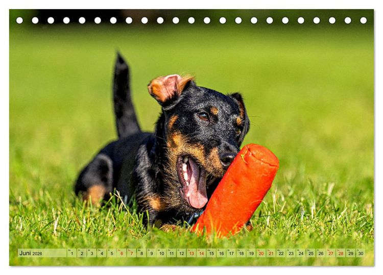 Produktbild: Deutscher Terrier - ein leidenschaftlicher J&auml;ger (Tischkalender 2026 DIN A5 quer), CALVENDO Monatskalender