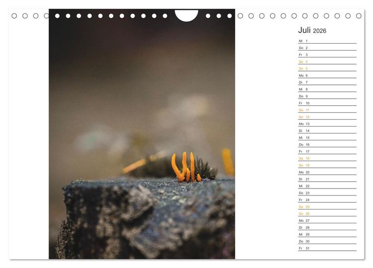Produktbild: Kleine Wunder vor der Haust&uuml;r (Wandkalender 2026 DIN A4 quer), CALVENDO Monatskalender