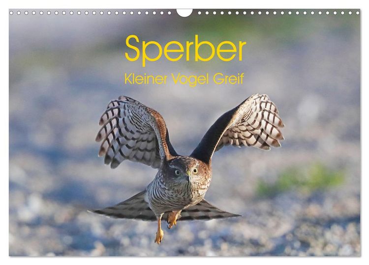 Produktbild: Sperber - Kleiner Vogel Greif (Wandkalender 2026 DIN A3 quer), CALVENDO Monatskalender