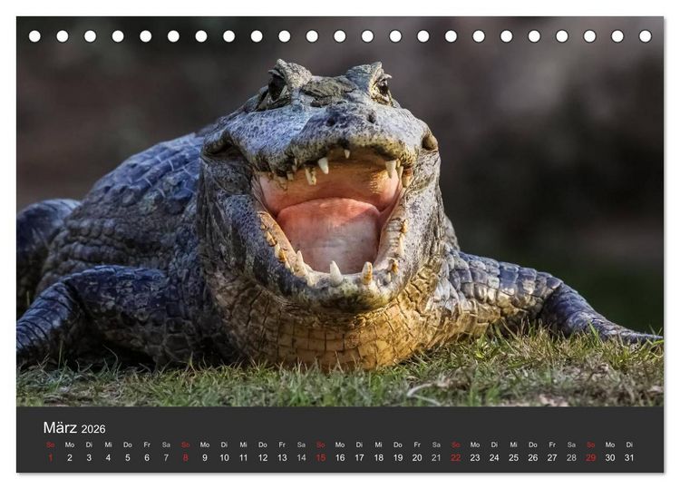 Produktbild: Wildlife Pantanal 2026 (Tischkalender 2026 DIN A5 quer), CALVENDO Monatskalender