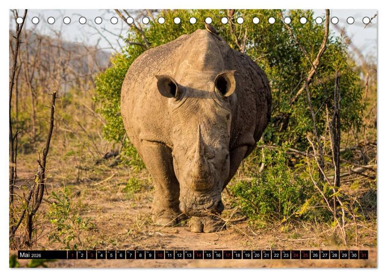 Produktbild: Afrikas Tierwelt: Nash&ouml;rner (Tischkalender 2026 DIN A5 quer), CALVENDO Monatskalender