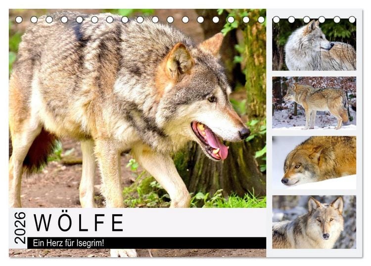 Produktbild: W&ouml;lfe. Ein Herz f&uuml;r Isegrim! (Tischkalender 2026 DIN A5 quer), CALVENDO Monatskalender