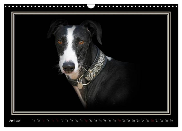 Produktbild: Galgo Espa&ntilde;ol 2026- Der spanische Windhund (Wandkalender 2026 DIN A3 quer), CALVENDO Monatskalender