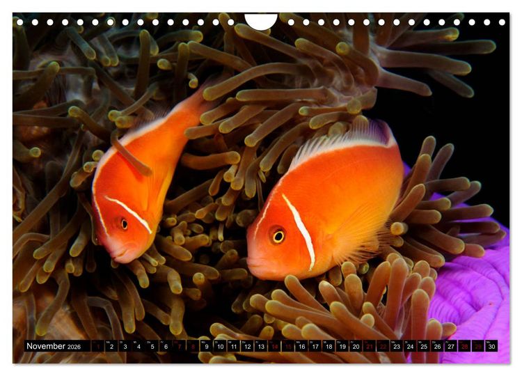 Produktbild: Raja Ampat - Faszinierende Unterwasserwelt (Wandkalender 2026 DIN A4 quer), CALVENDO Monatskalender