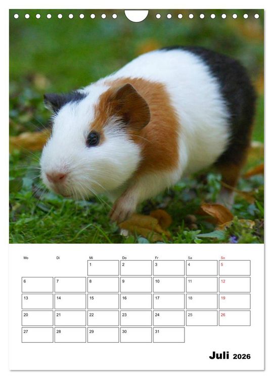 Produktbild: Meerschweinchen Terminplaner (Wandkalender 2026 DIN A4 hoch), CALVENDO Monatskalender