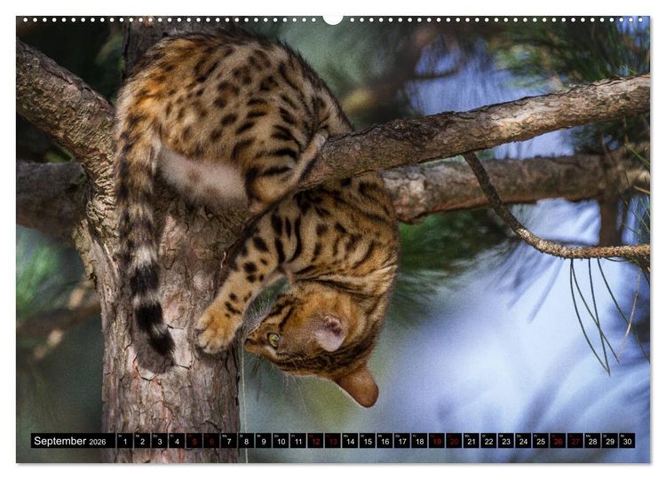 Produktbild: Bengalen Outdoor und Action (hochwertiger Premium Wandkalender 2026 DIN A2 quer), Kunstdruck in Hochglanz