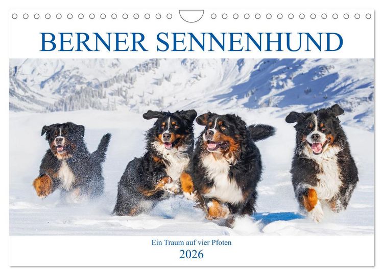 Produktbild: Berner Sennenhund - Ein Traum auf vier Pfoten (Wandkalender 2026 DIN A4 quer), CALVENDO Monatskalender