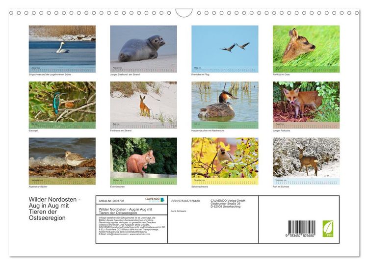 Produktbild: Wilder Nordosten - Aug in Aug mit Tieren der Ostseeregion (Wandkalender 2026 DIN A3 quer), CALVENDO Monatskalender