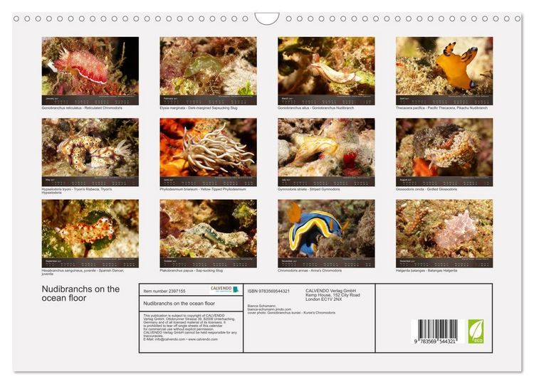 Produktbild: Nudibranchs on the ocean floor (Wall Calendar 2027 DIN A3 landscape), CALVENDO 12 Month Wall Calendar