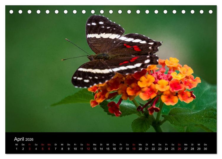 Produktbild: Costa Rica. Faszinierende Tierwelt (Tischkalender 2026 DIN A5 quer), CALVENDO Monatskalender