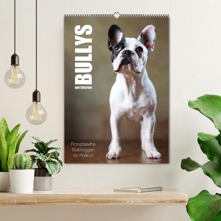 Produktbild: Bullys mit Charme - Franz&ouml;sische Bulldoggen im Portrait (Wandkalender 2026 DIN A2 hoch), CALVENDO Monatskalender
