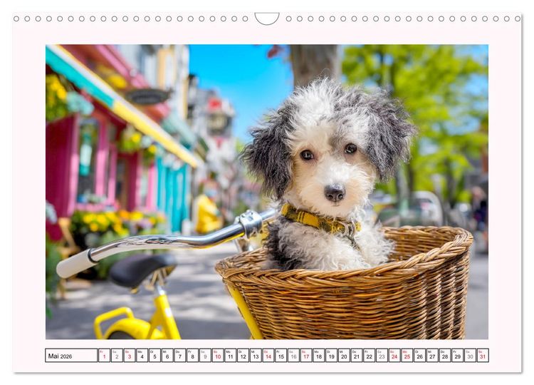 Produktbild: Pudel in der Stadt. Urbane Momente voller Charme und Lebensfreude (Wandkalender 2026 DIN A3 quer), CALVENDO Monatskalender