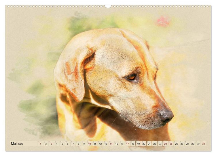 Produktbild: Rhodesian Ridgeback 2026 (Wandkalender 2026 DIN A2 quer), CALVENDO Monatskalender