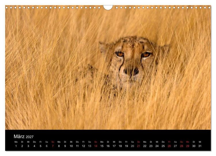 Produktbild: Afrikas Raubkatzen (Wandkalender 2027 DIN A3 quer), CALVENDO Monatskalender