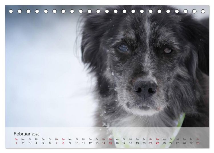 Produktbild: Hunde 2026 - Treue Begleiter (Tischkalender 2026 DIN A5 quer), CALVENDO Monatskalender