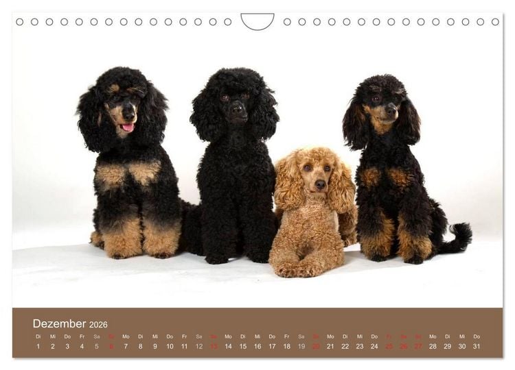 Produktbild: Pudel (Wandkalender 2026 DIN A4 quer), CALVENDO Monatskalender