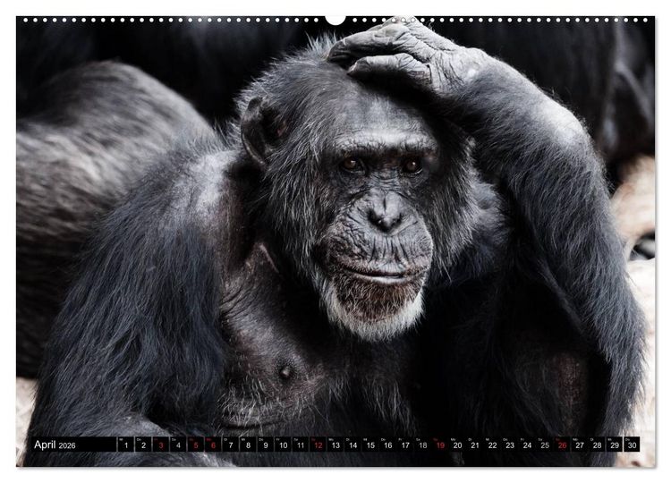 Produktbild: Schimpansen (hochwertiger Premium Wandkalender 2026 DIN A2 quer), Kunstdruck in Hochglanz