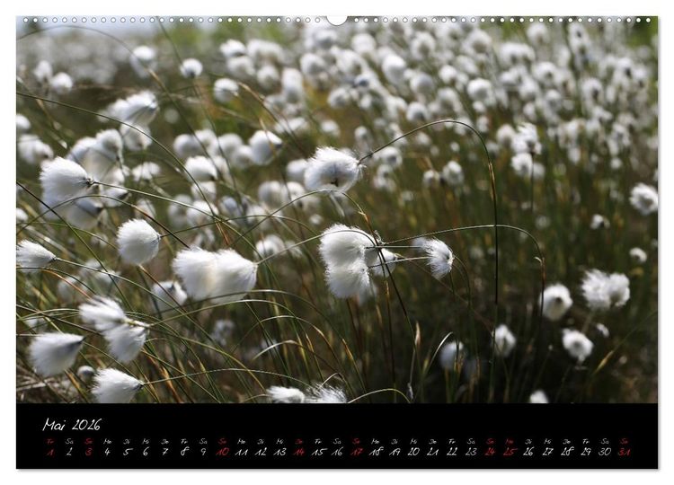 Produktbild: Im Goldenstedter Moor (Wandkalender 2026 DIN A2 quer), CALVENDO Monatskalender