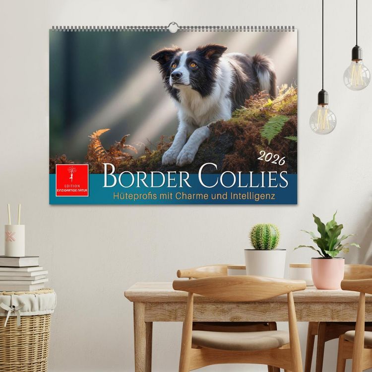 Produktbild: Border Collies H&uuml;teprofis (Wandkalender 2026 DIN A2 quer), CALVENDO Monatskalender
