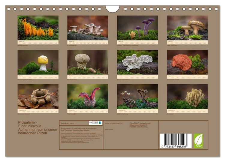 Produktbild: Pilzgalerie - Eindrucksvolle Aufnahmen von unseren heimischen Pilzen (Wandkalender 2026 DIN A4 quer), CALVENDO Monatskalender