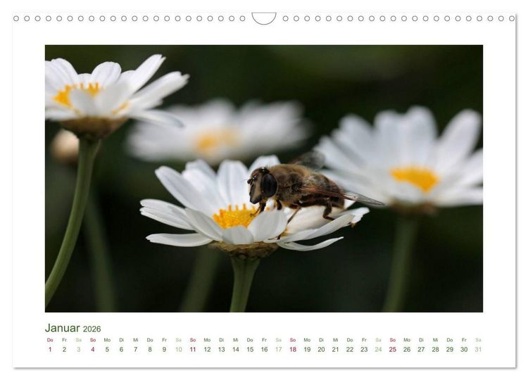 Produktbild: Heimische Insekten 2026 (Wandkalender 2026 DIN A3 quer), CALVENDO Monatskalender