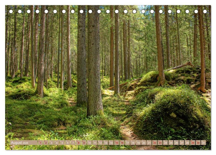 Produktbild: Der Wald - Ort der Ruhe und Besinnung (Tischkalender 2026 DIN A5 quer), CALVENDO Monatskalender