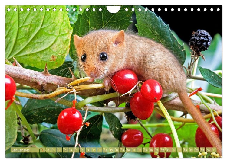 Produktbild: Wald-Kindergarten: Tierkinder im Wald (Wandkalender 2026 DIN A4 quer), CALVENDO Monatskalender