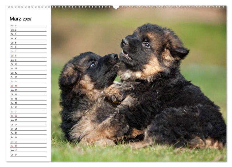 Produktbild: Deutscher Sch&auml;ferhund - Welpen (Wandkalender 2026 DIN A2 quer), CALVENDO Monatskalender
