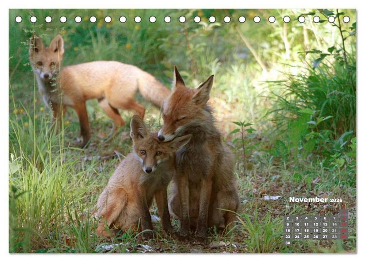 Produktbild: Familie Fuchs hautnah in Berlin (Tischkalender 2026 DIN A5 quer), CALVENDO Monatskalender