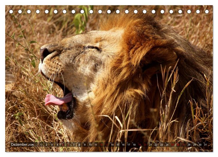 Produktbild: Afrika - Zauber der Wildnis (Tischkalender 2026 DIN A5 quer), CALVENDO Monatskalender