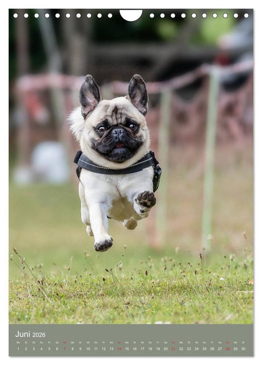 Produktbild: Mops-Rennen (Wandkalender 2026 DIN A4 hoch), CALVENDO Monatskalender