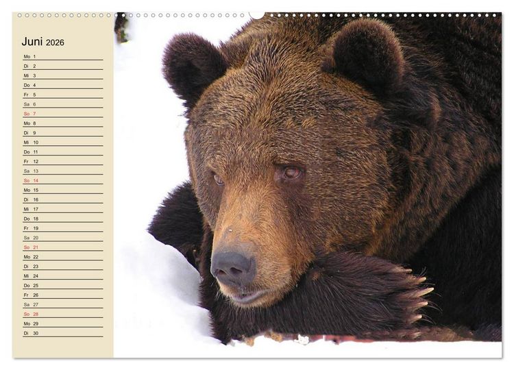 Produktbild: B&auml;ren (hochwertiger Premium Wandkalender 2026 DIN A2 quer), Kunstdruck in Hochglanz