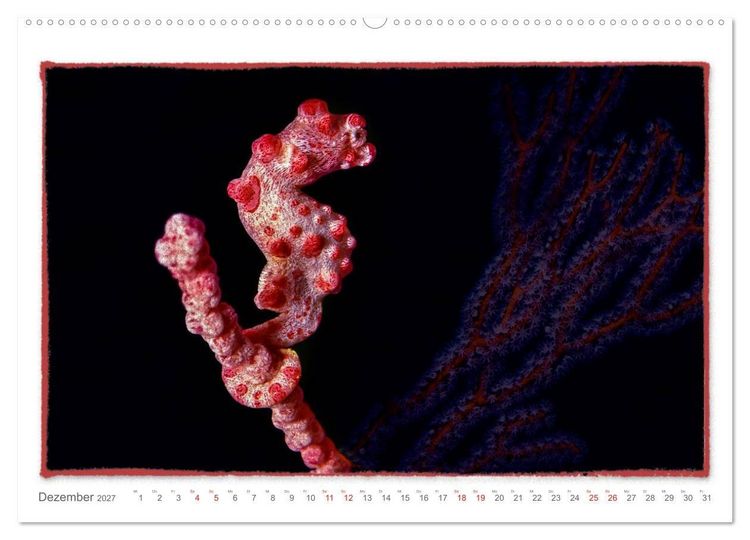 Produktbild: Pygm&auml;enseepferdchen, kleines Pferd ganz gro&szlig; (hochwertiger Premium Wandkalender 2027 DIN A2 quer), Kunstdruck in Hochglanz