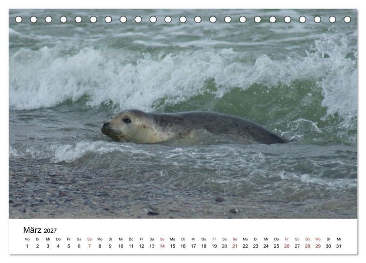 Produktbild: Das Leben der Robben (Tischkalender 2027 DIN A5 quer), CALVENDO Monatskalender