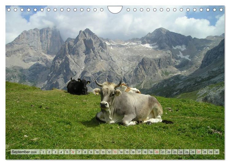 Produktbild: Gl&uuml;ckliche K&uuml;he auf saftigen Wiesen (Wandkalender 2026 DIN A4 quer), CALVENDO Monatskalender