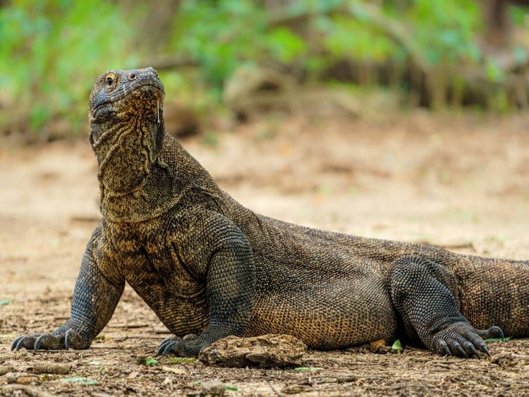 Produktbild: CALVENDO Puzzle Komodowaran - Varanus komodoensis - aus Indonesien | 1000 Teile Lege-Gr&ouml;&szlig;e 64x48cm Foto-Puzzle f&uuml;r gl&uuml;ckliche Stunden