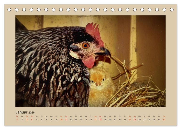 Produktbild: Wer schnattert und gackert denn da? - K&uuml;ken-Edition (Tischkalender 2026 DIN A5 quer), CALVENDO Monatskalender